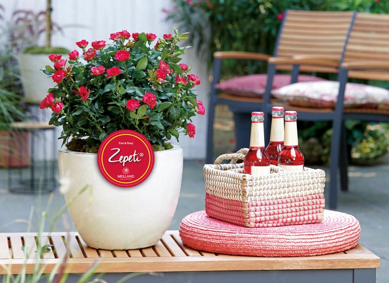 Zepeti® Rose im Kübel auf einer Terrasse